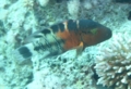 Wrasse - Red-breasted Splendour Wrasse(Red-breasted Maori Wrasse) - Cheilinus fasciatus