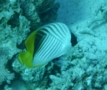 Butterflyfish - Threadfin Butterflyfish - Chaetodon auriga