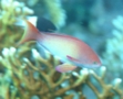 Basslets - Sea Goldie(Jewel Fairy Basslet,Scalefin Anthias) - Pseudanthias squamipinnis