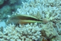 Hawkfish - Blackside Hawkfish - Paracirrhites forsteri