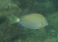 Surgeonfish - Ocean Surgeonfish - Acanthurus bahianus