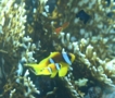 Damselfish - Red Sea Anemonefish - Amphiprion bicinctus