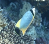 Butterflyfish - Chevroned Butterflyfish - Chaetodon trifascialis