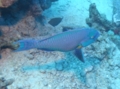 Parrotfish - Bluebarred Parrotfish - Scarus ghobban