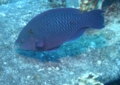 Parrotfish - Swarthy Parrotfish - Scarus niger