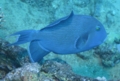 Triggerfish - Blue Triggerfish - Pseudobalistes fuscus