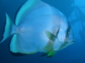 Spadefish - Circular Spadefish(Circular Batfish) - Platax orbicularis