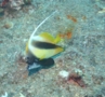 Butterflyfish - Red Sea Bannerfish - Heniochus intermedius