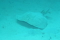 Rays - Caribbean torpedo - Torpedo sp.