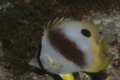 Butterflyfish - Spotfin Butterflyfish - Chaetodon ocellatus