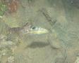 Wrasse - Puddingwife - Halichoeres radiatus