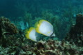 Butterflyfish - Spotfin Butterflyfish - Chaetodon ocellatus