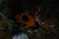 Angelfish - Rock Beauty - Holacanthus tricolor