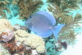 Surgeonfish - Blue Tang - Acanthurus coeruleus