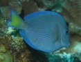 Surgeonfish - Blue Tang - Acanthurus coeruleus