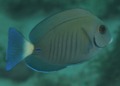 Surgeonfish - Doctorfish - Acanthurus chirurgus