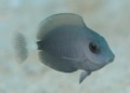 Surgeonfish - Doctorfish - Acanthurus chirurgus