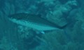 Mackerels - Cero - scomberomorus regalis