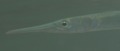 Needlefish - Houndfish - Tylosurus crocodilus