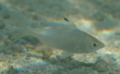 Mojarras - Flagfin Mojarra - Eucinostomus melanopterus