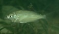 Mojarras - Slender mojarra - Eucinostomus jonesi