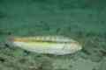 Wrasse - Slippery Dick - Halichoeres bivittatus