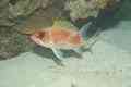 Squirrelfish - Squirrelfish - Holocentrus adscensionis