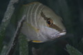 Snappers - Schoolmaster - Lutjanus apodus