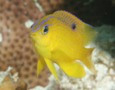 Damselfish - Longfin Damselfish - Stegastes diencaeus