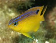 Damselfish - Longfin Damselfish - Stegastes diencaeus