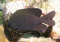 Damselfish - Dusky Damselfish - Stegastes adustus