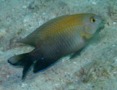 Damselfish - Dusky Damselfish - Stegastes adustus