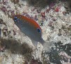 Damselfish - Dusky Damselfish - Stegastes adustus