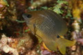 Damselfish - Threespot Damselfish - Stegastes planifrons