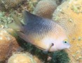 Damselfish - Threespot Damselfish - Stegastes planifrons