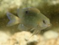 Damselfish - Beaugregory Damselfish - Stegastes leucostictus