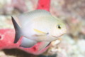 Damselfish - Bicolor Damselfish - Stegastes partitus