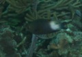 Damselfish - Bicolor Damselfish - Stegastes partitus