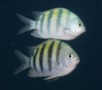 Damselfish - Sergeant Major - Abudefduf saxatilis