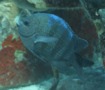 Damselfish - Sergeant Major - Abudefduf saxatilis