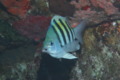 Damselfish - Sergeant Major - Abudefduf saxatilis