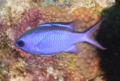 Damselfish - Blue Chromis - Chromis cyanea