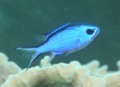 Damselfish - Blue Chromis - Chromis cyanea