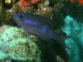 Damselfish - Blue Chromis - Chromis cyanea