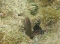 Blennies - Redlip Blenny - Ophioblennius macclurei