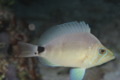 Hamlets - Butter Hamlet - Hypoplectrus unicolor