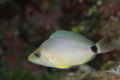 Hamlets - Butter Hamlet - Hypoplectrus unicolor