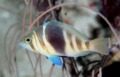 Hamlets - Barred Hamlet - Hypoplectrus puella