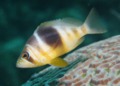 Hamlets - Barred Hamlet - Hypoplectrus puella