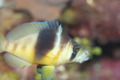 Hamlets - Barred Hamlet - Hypoplectrus puella